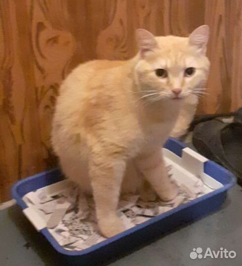 Нашелся кот