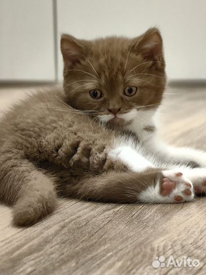 Британский котята