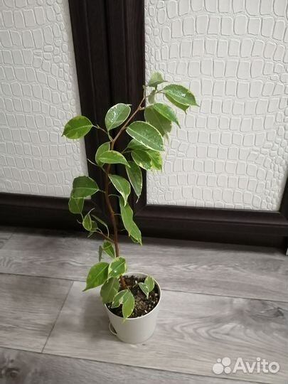 Фикус бенджамина