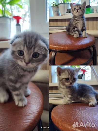 Шотландские котята