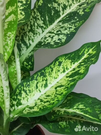 Диффенбахия везувий