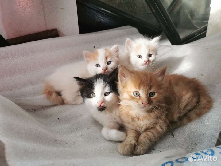 Кошка в дар