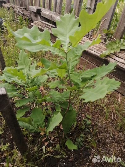 Дуб черешчатый саженцы