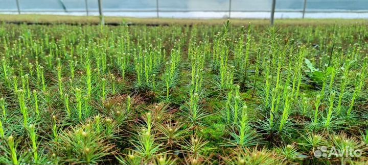 Саженцы сосны обыкновенной зкс от производителя