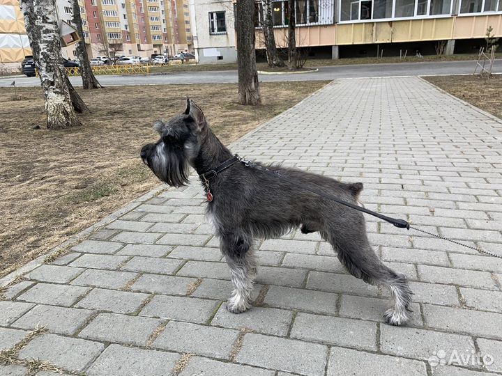 Цвергшнауцер