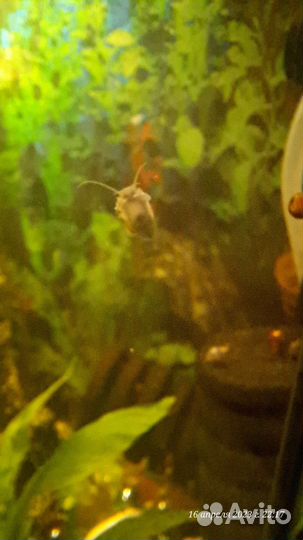 Улитка малыши