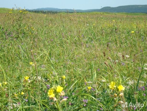 Мед 24 года Алтайский оптом