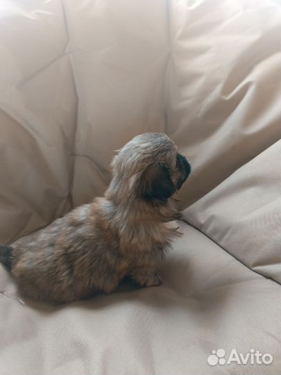 Щенки пекинеса