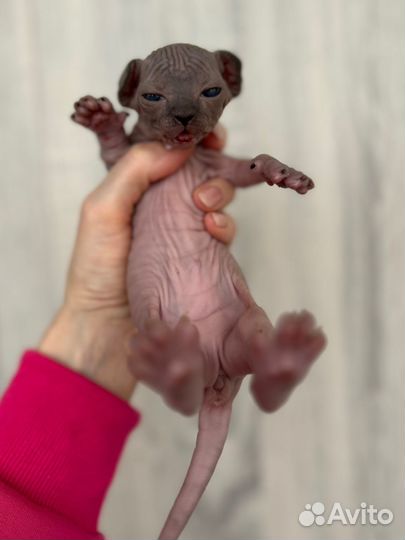 Канадский сфинкс эльф