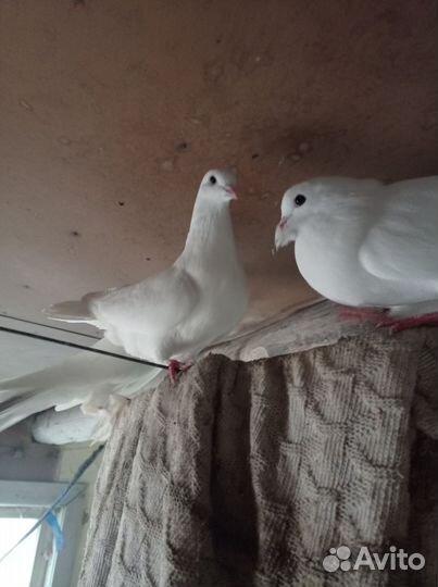 Голубь