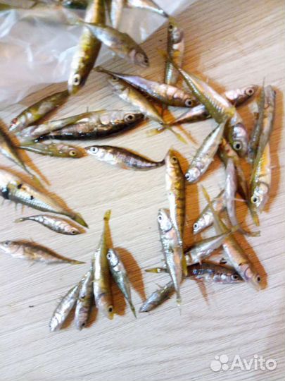 Рыбка колюшка