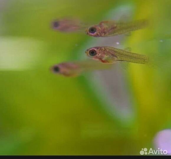 Мальки гуппи
