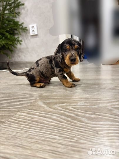 Щенки таксы