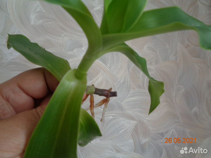 Отростки Золотого уса, лекарственного