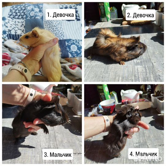 Малыши морских свинок