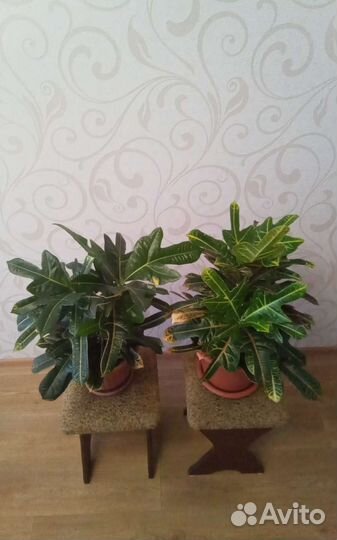 Цветок живой Кратон цена за 2 штуки