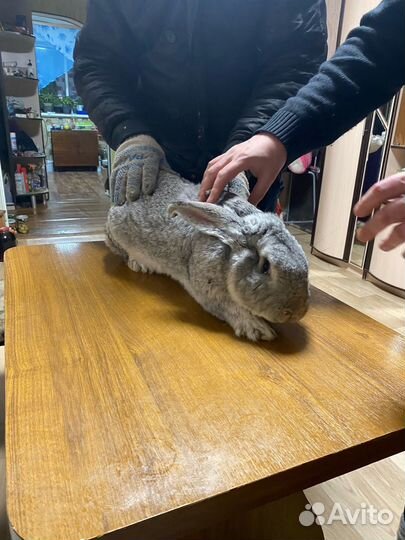 Кролики мясных пород