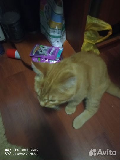 Котята