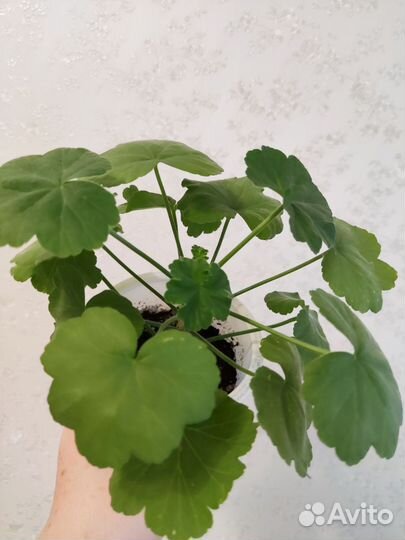 Герань пеларгония