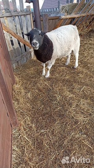 Баран дорпер