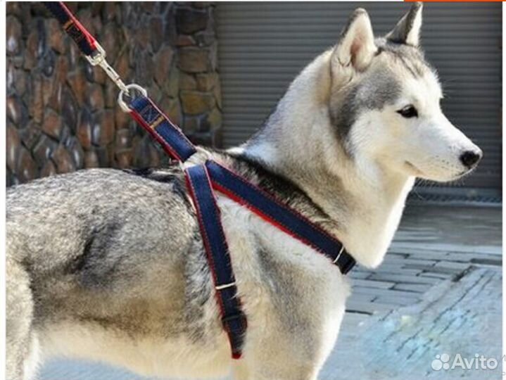 Шлейка для разных собаки и других животных