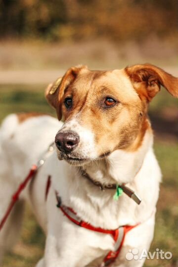 Бэтти ищет дом