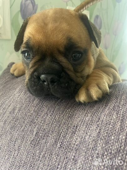 Малыши французики