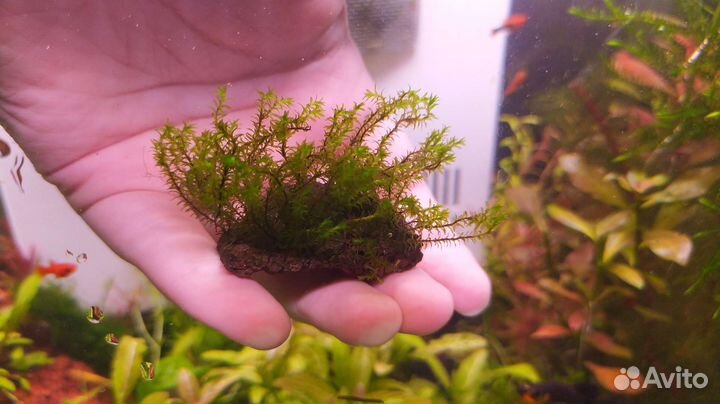 Аквариумные растения, мох, папоротник