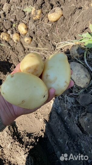 Картофель оптом местная 2023