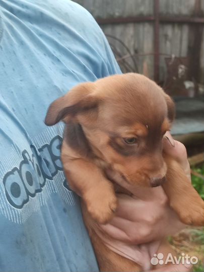 Собаки щенки таксы