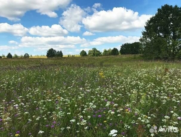 Мед 24 года из Алтая опт