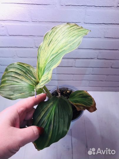 Кемпферии вариегатные