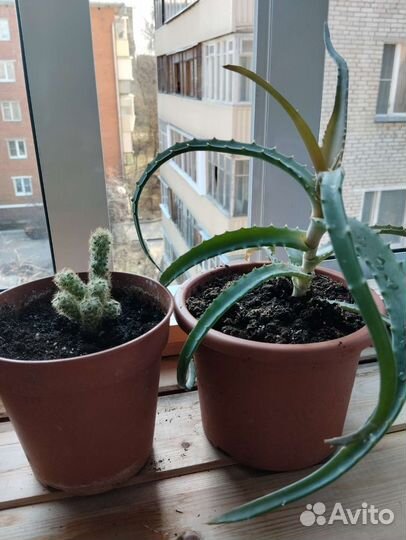 Алоэ, Кактус, денежное дерево (крассула)