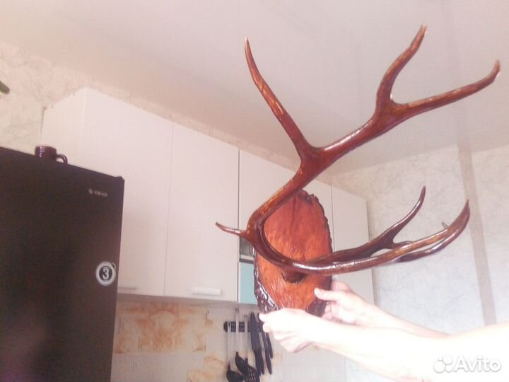 Рога оленя