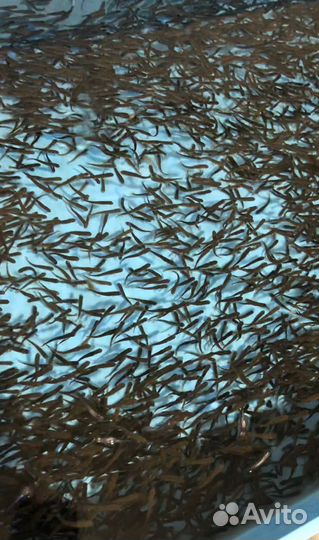 Малек форели