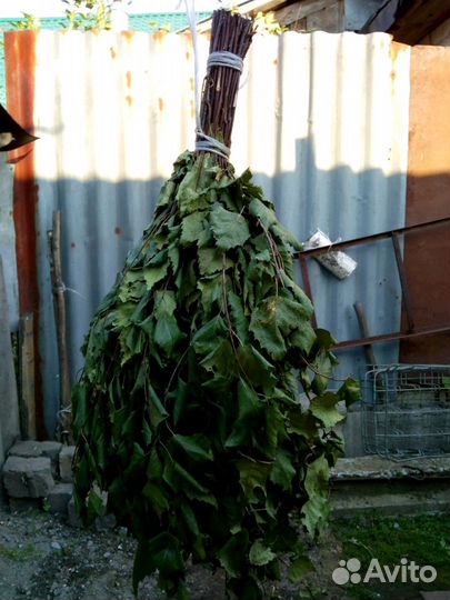 Веники березовые цена за пару