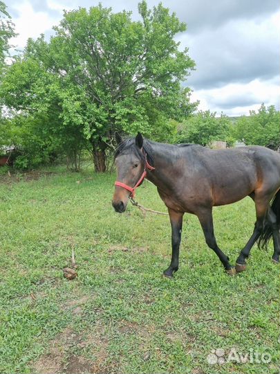 Карачаевский жеребец