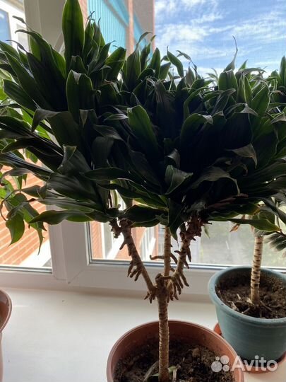 Пальма драцена