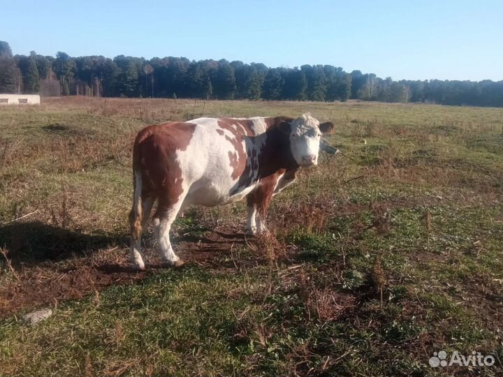 Продажа крс