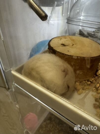 Джунгарский хомяк капучино