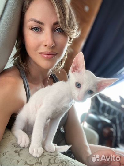 Кошка питерболд