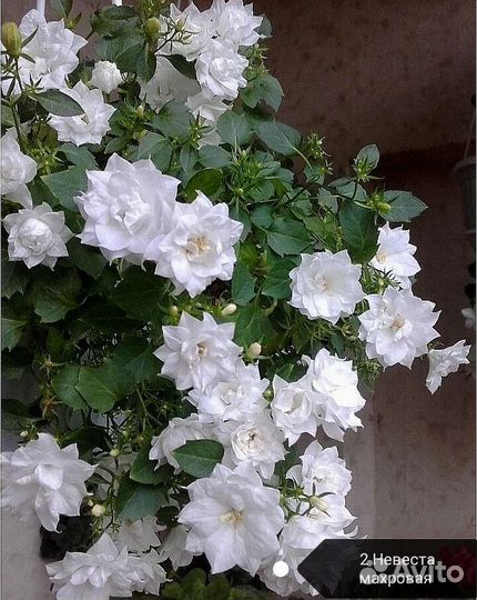 Кампанула жених и невеста