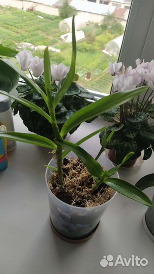 Дендробиум