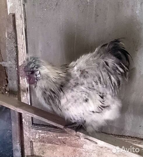 Петух китайский шелковый