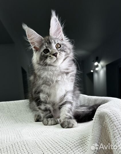 Мейн-кун котик черное серебро