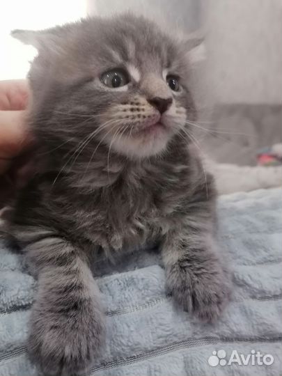 Котята мейн-кун