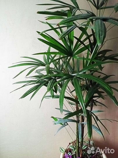 Пальма Рапис 