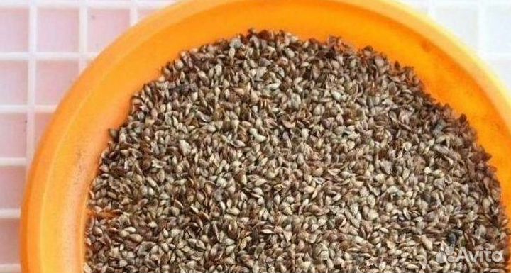 Семена сосны от производителя