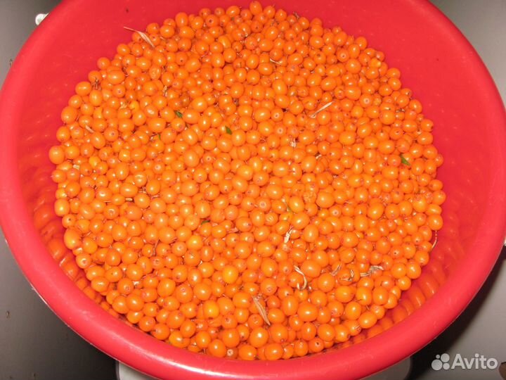 Продам облепиху