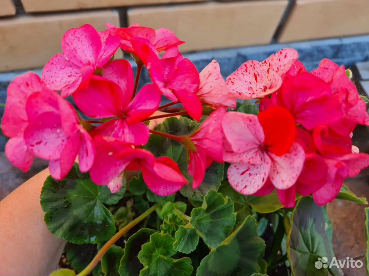 Пеларгония герань 